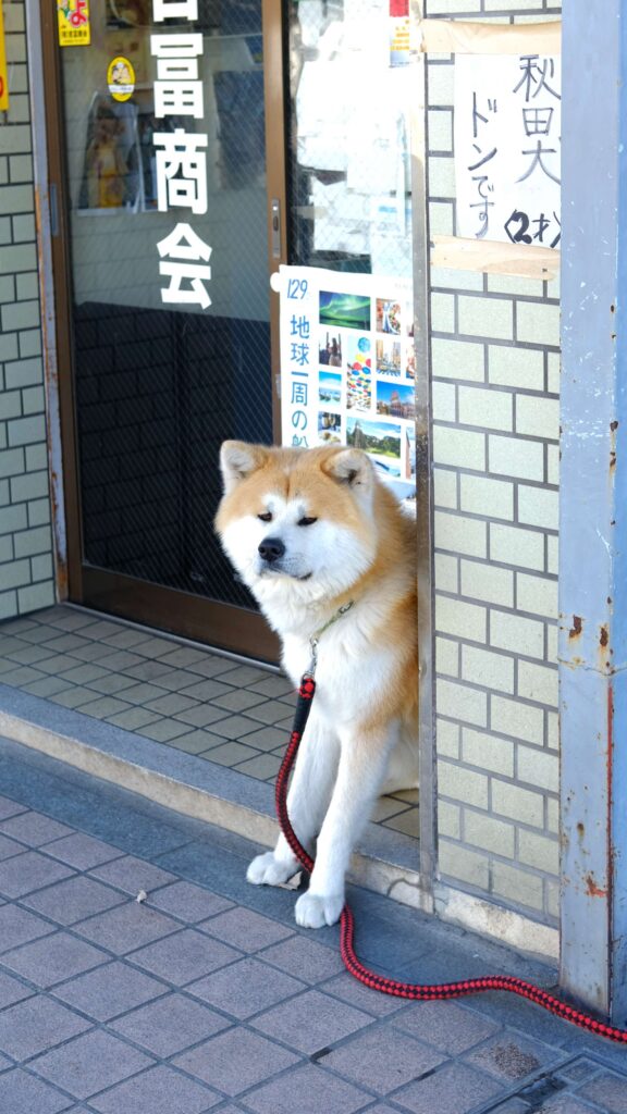 秋田犬