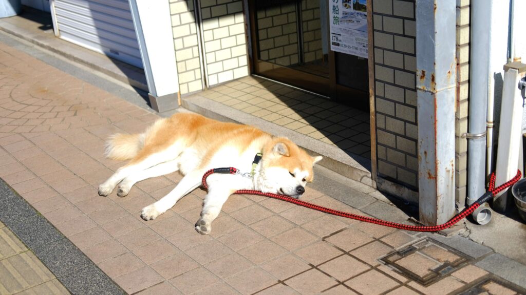 秋田犬